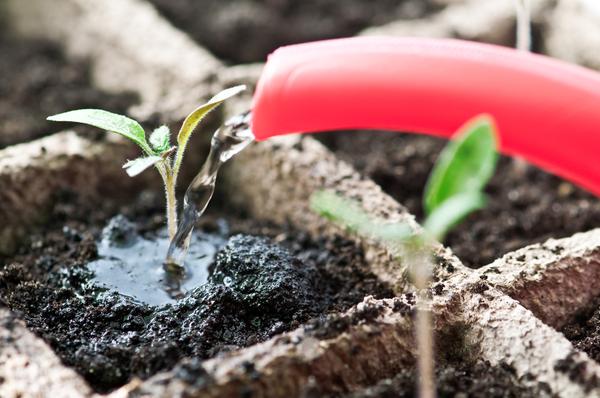 Figure 4. Start seedlings six to eight weeks prior to transplant